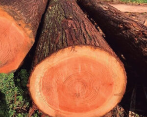 Lee más sobre el artículo Madera Cedro