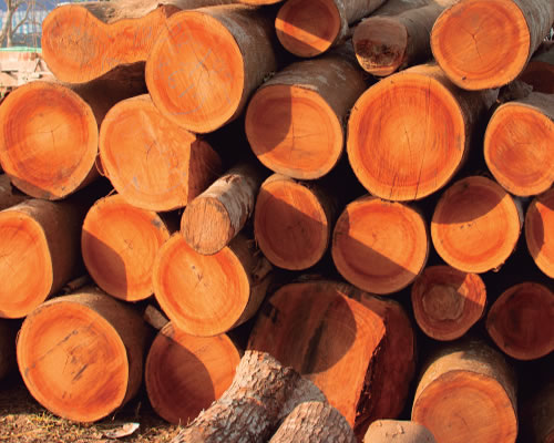 Lee más sobre el artículo Madera Teka